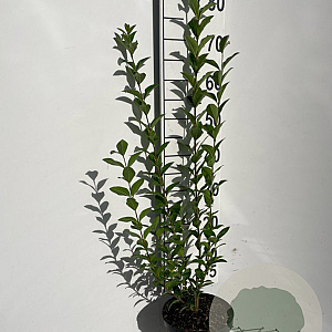 Ligustrum ovalifolium 80-100 cm 3,0L