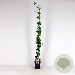 Lonicera heckr. 'American Beauty' 150-175 cm 5,0L