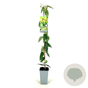 Lonicera henryi 'Copper Beauty' 80-100 cm 2,5L