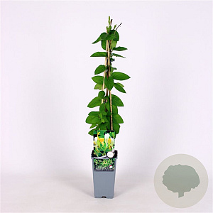 Lonicera jap. 'Hall's Prolific' 70 cm 2,0L