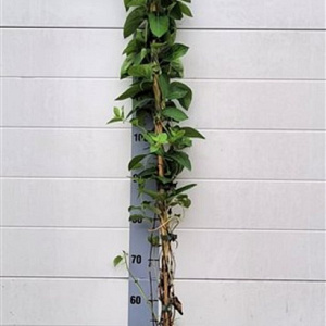 Lonicera jap. 'Halliana' 150-175 cm 5,0L