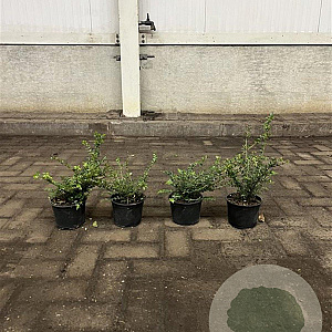 Lonicera nit. 'Elegant' 15-20 cm P13