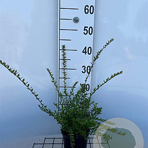 Lonicera nit. 'Elegant' 40-50 cm C1.3