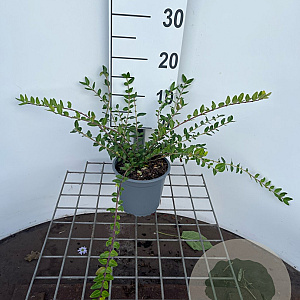 Lonicera pileata 'Moss Green' 30-40 cm C1.3