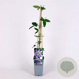 Passiflora 'Purple Haze' 70 cm 2,0L