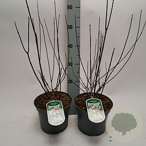 Philadelphus 'Lemoinei' 40-50 cm 3,0L