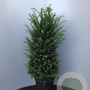 Taxus baccata 80-100 cm 10L