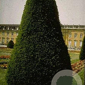 Taxus baccata 80-100 cm 20L