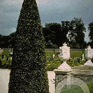 Taxus baccata 80-100 cm 20L