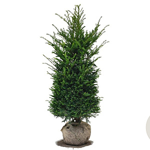 Taxus baccata 100-120 cm met kluit