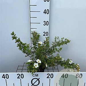 Potentilla f. 'Abbotswood' 30-40 cm C1.3