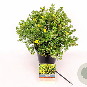 Potentilla f. 'Kobold' 25-30 cm 3,0L