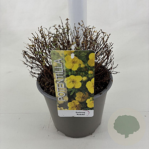 Potentilla f. 'Kobold' 25-30 cm 3,0L