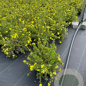 Potentilla f. 'Kobold' 30-40 cm 3,0L