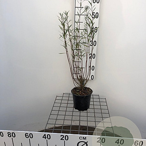 Salix purpurea 'Nana' 40-50 cm C1.3