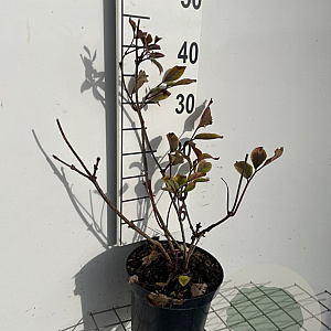 Sambucus nigra Black Beauty 40-50 cm 3,0L