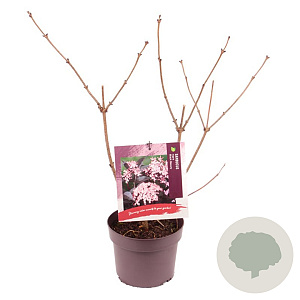 Sambucus nigra Black Beauty 40-50 cm 3,0L