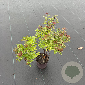 Spiraea jap. 'Dart's Red' 20-30 cm P13