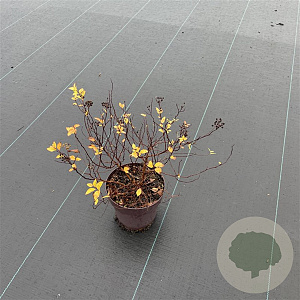 Spiraea jap. 'Golden Princess' 20-30 cm P13