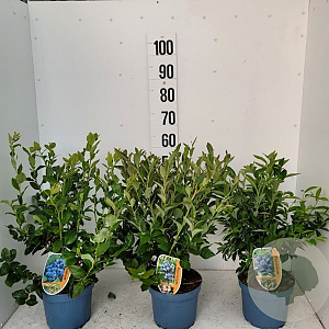 Vaccinium corymbosum 70 cm 2,0L
