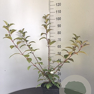 Viburnum bodn. 'Charles Lamont' 100-125 cm 7,5L