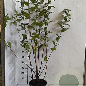 Viburnum bodn. 'Charles Lamont' 125-150 cm met kluit