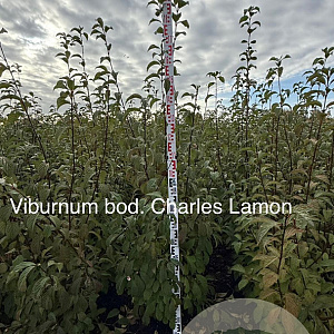 Viburnum bodn. 'Charles Lamont' 150-175 cm met kluit