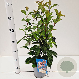 Viburnum bodn. 'Dawn' 30-40 cm 2,5L
