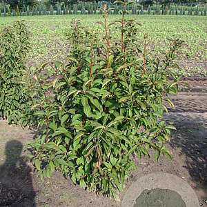 Viburnum bodn. 'Dawn' 125-150 cm met kluit