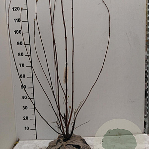 Viburnum bodn. 'Dawn' 125-150 cm met kluit