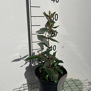 Viburnum burkwoodii 30-40 cm 3,0L