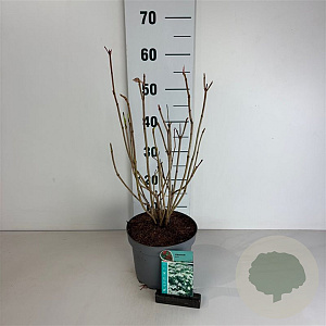 Viburnum opulus 50-60 cm 35L