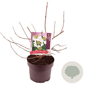 Viburnum plic. 'Mariesii' 30-40 cm 5,0L