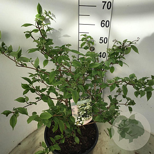 Viburnum plic. 'Mariesii' 60-80 cm 12L