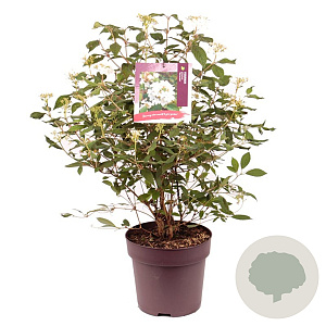 Viburnum plic. 'Watanabe' 50-60 cm 10L