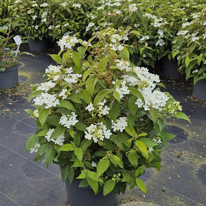 Viburnum plic. 'Watanabe' 50-60 cm 10L