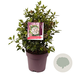 Viburnum tinus 40-45 cm 10L