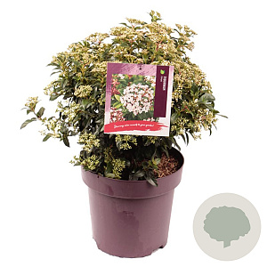 Viburnum tinus 40-50 cm 13L