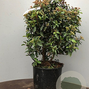 Viburnum tin. 'Eve Price' 50-60 cm 13L