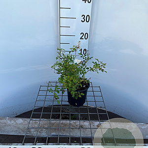 Rosa 'The Fairy Wit' 25-30 cm C1.3