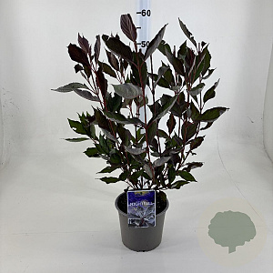 Cornus alba Nightfall 40-50 cm 3,0L
