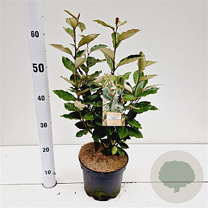 Elaeagnus ebb. 'Compacta' 40-50 cm 3,0L
