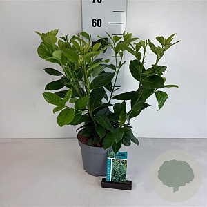 Prunus l. 'Novita' 40-50 cm 35L