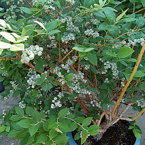 Vaccinium c. Blue Suede 70 cm 2,0L