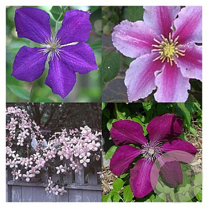 Clematis hybriden mix 80-100 cm 2,5L