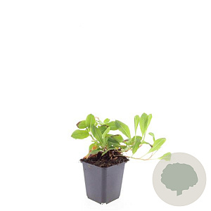 Persicaria aff. 'Darjeeling Red' GM P9