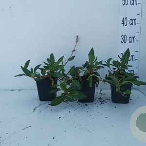 Persicaria aff. 'Superba' GM P9