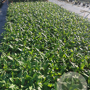 Persicaria aff. 'Superba' GM P9