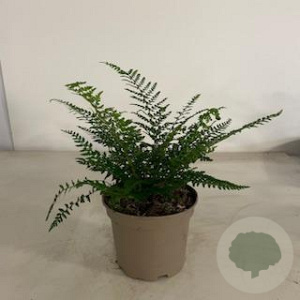 Polystichum set. 'Proliferum' GM 2,0L