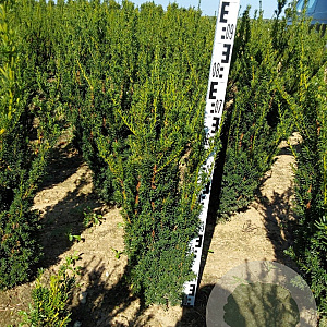Taxus media 'Hillii' 60-80 cm met kluit